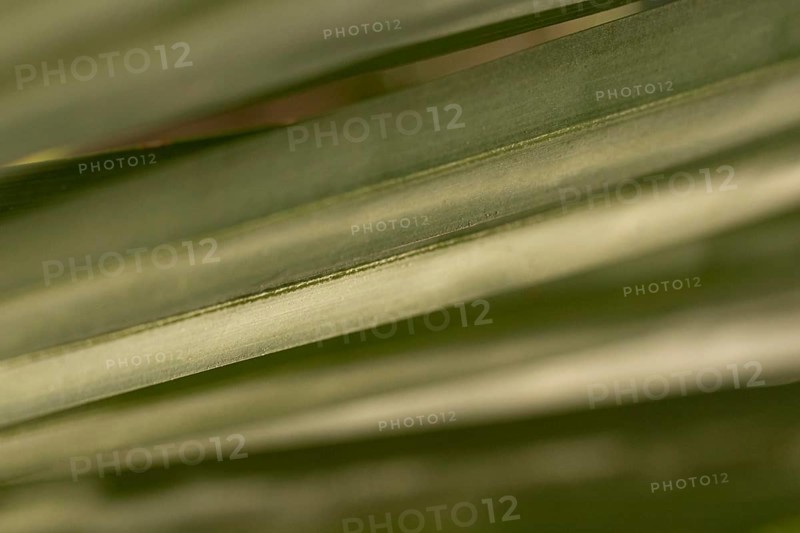 Green leaves organic background