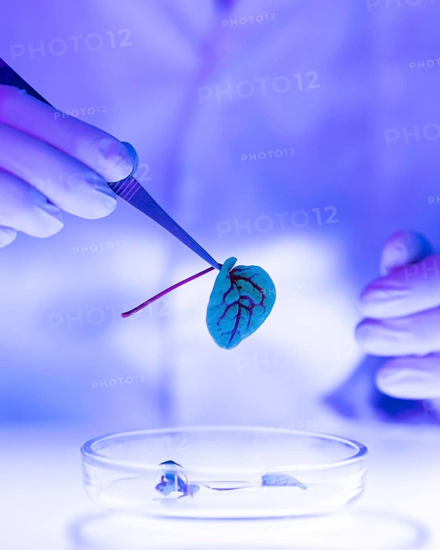 Researcher laboratory with petri dish plant