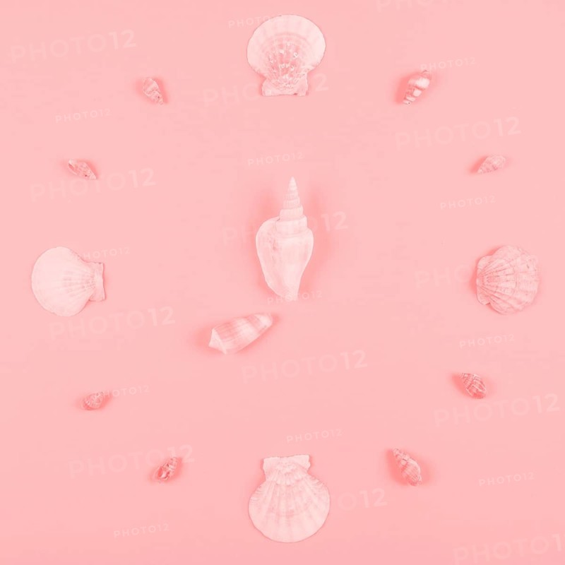 Seashells decoration pink background