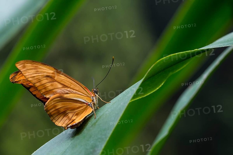 Sideways delicate orange butterfly