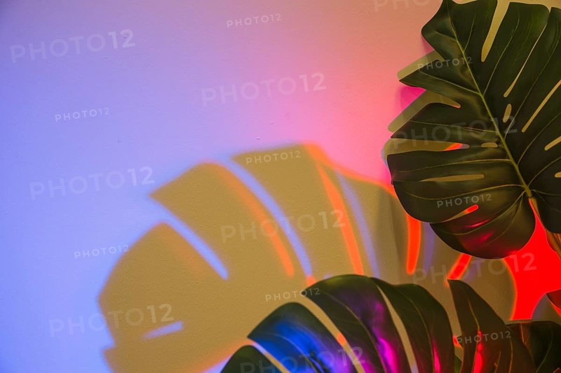 Two monstera leaves with shadow colored backdrop