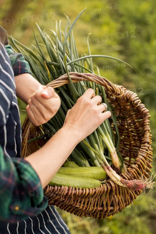 Woman harvesting vegetables