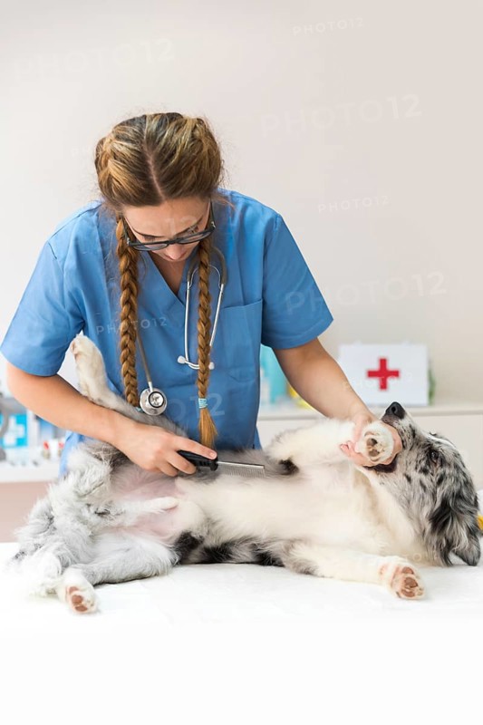 Young female vet com combing dog hair with flea comb