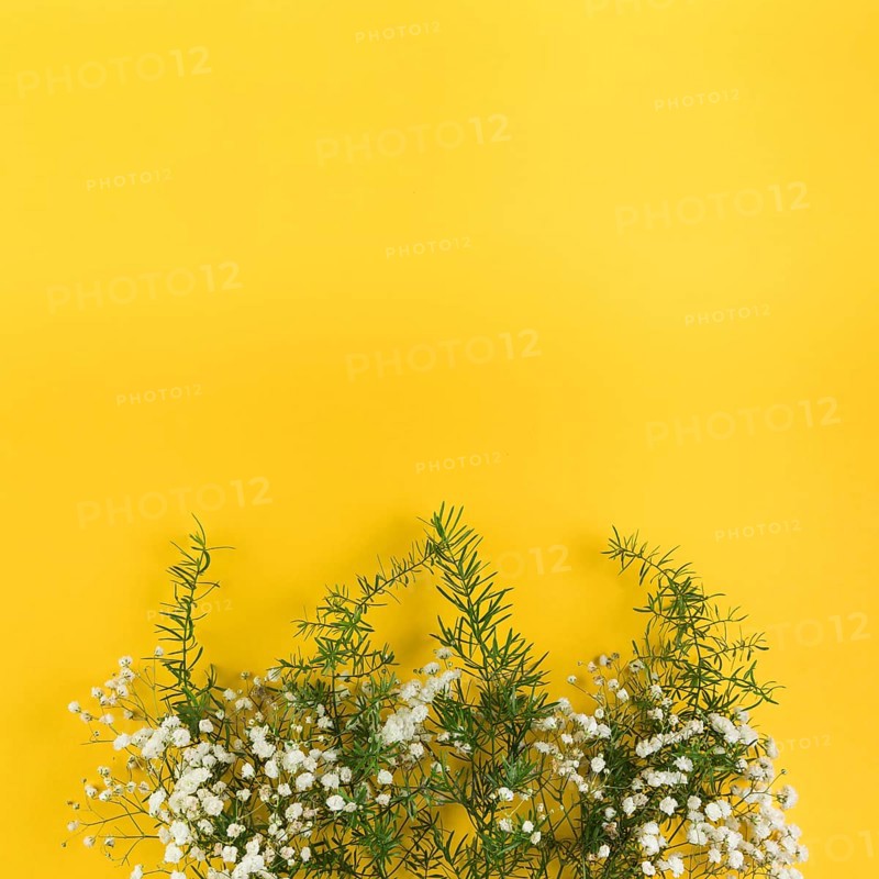 Baby s breath flowers leaves against yellow background