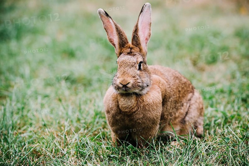 Brown hare with big ears sitting green grass