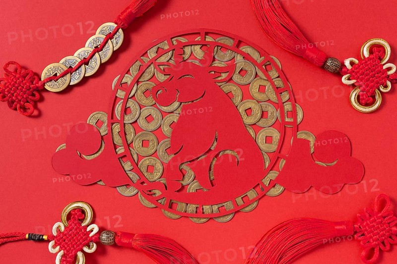 Chinese new year with ox concept