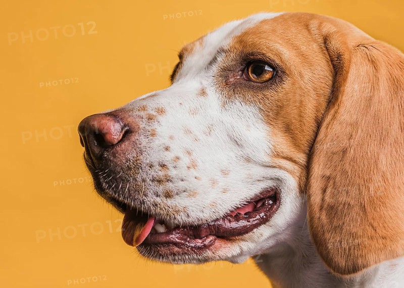 Close up adorable dog with beautiful eyes