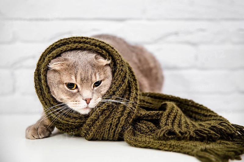 Close up cute cat green scarf