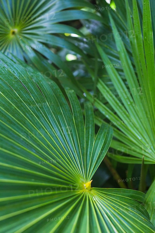 Close up dark green tropical palm leaf
