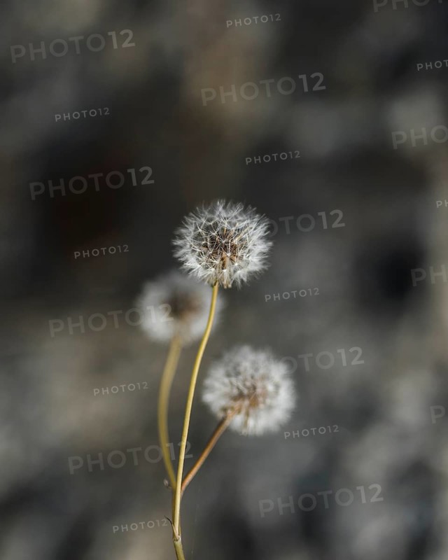 Close up white dandelion flowers