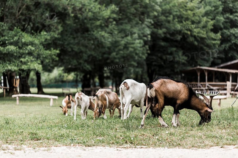 Flock goats grazing green grass