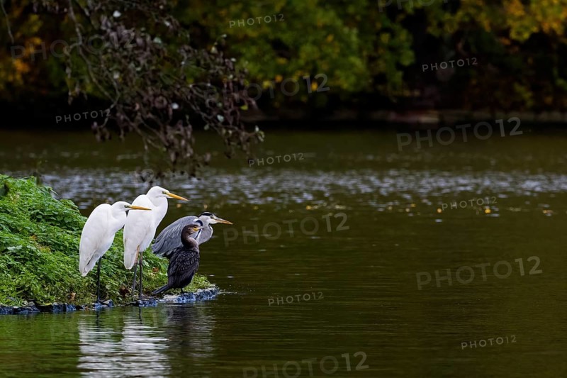 Two great egret