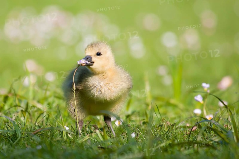 Greylag goose