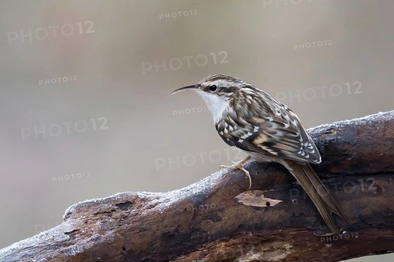 Eurasian treecreeper