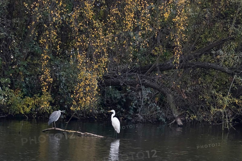 Grey heron