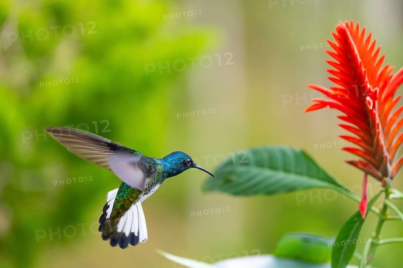 Flying White-naped Hummingbird