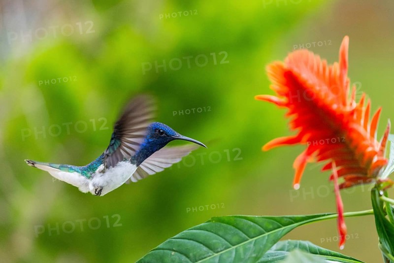 Flying White-naped Hummingbird