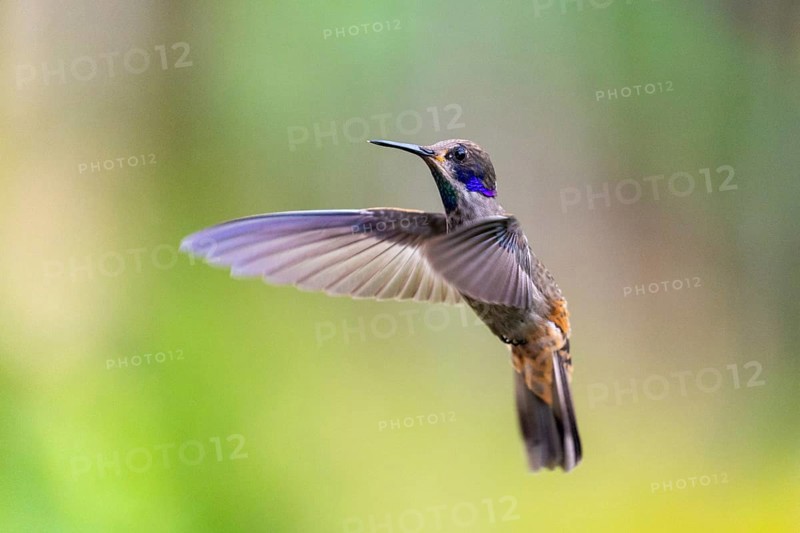 Brown violetear