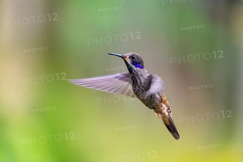 Brown violetear