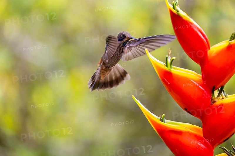 Brown violetear