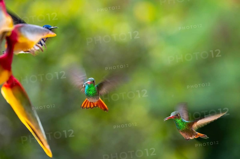 Flying Green Hummingbird
