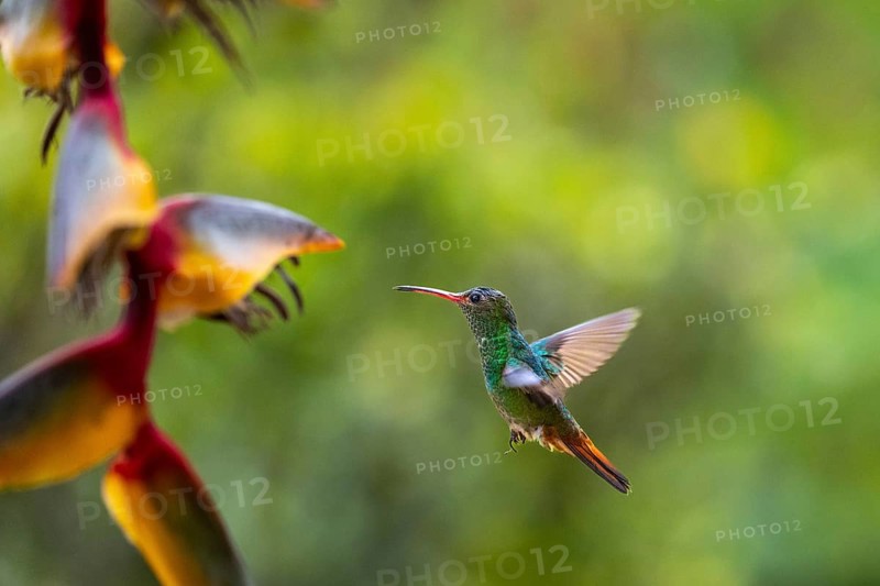 Flying Green Hummingbird