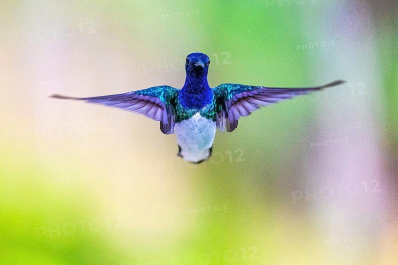 White-naped Hummingbird