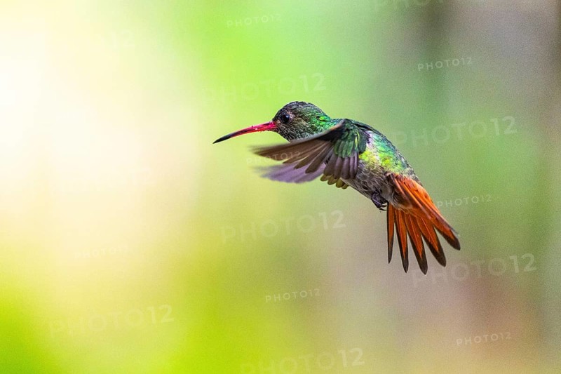 Brown-tailed Amazon