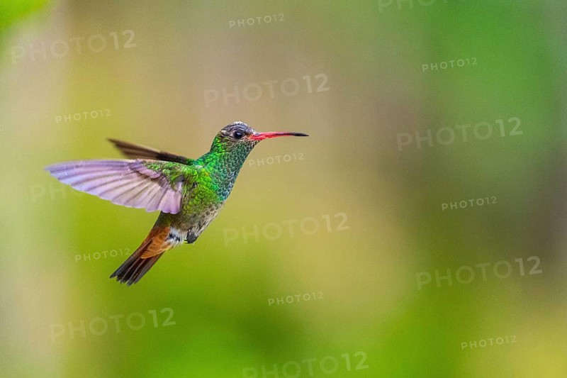 Brown-tailed Amazon