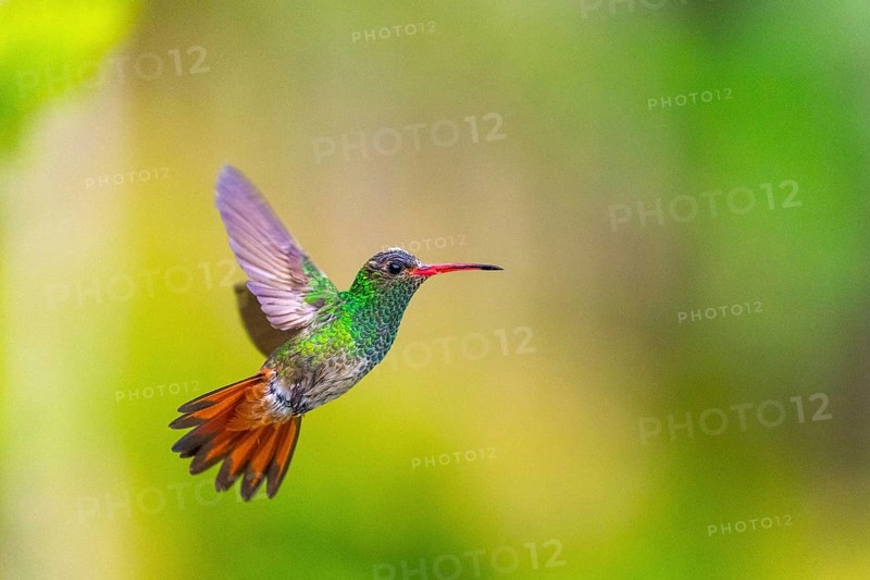 Brown-tailed Amazon