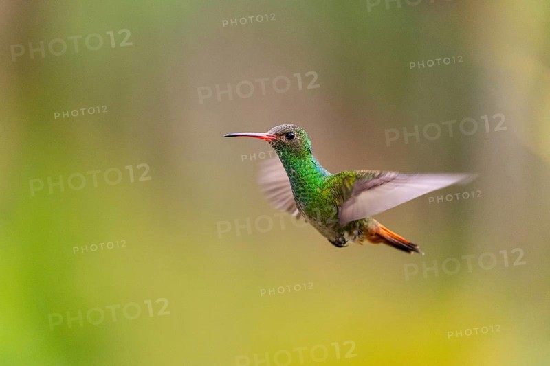 Brown-tailed Amazon