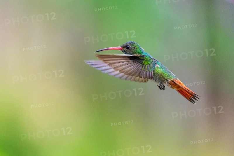Brown-tailed Amazon