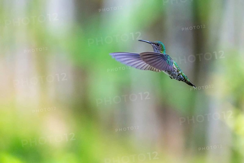 White-naped Hummingbird