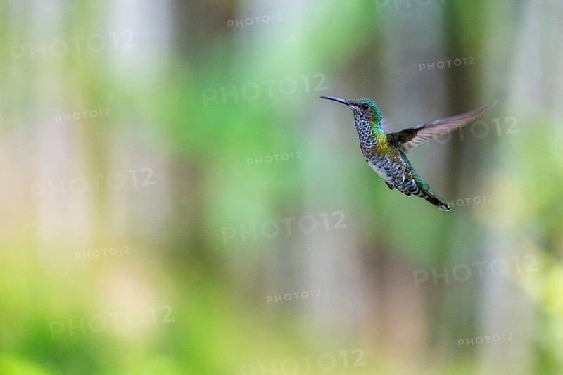 White-naped Hummingbird