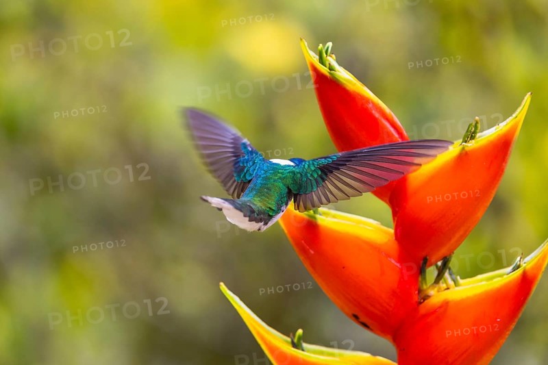 White-naped Hummingbird