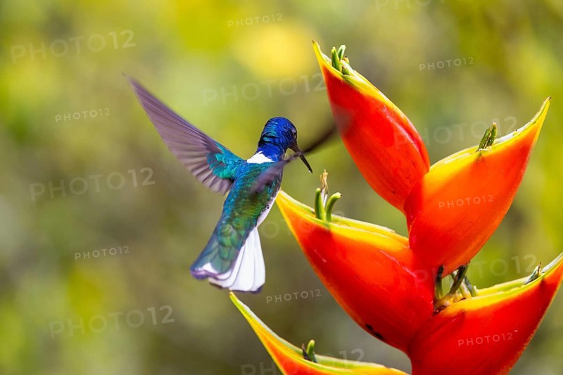White-naped Hummingbird