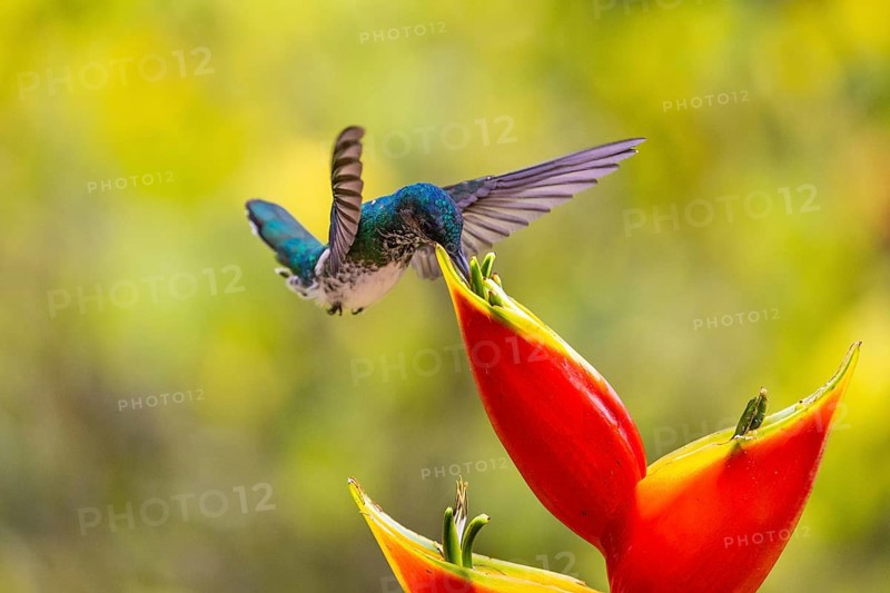 White-naped Hummingbird