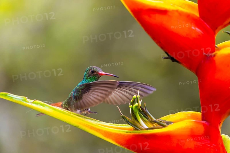 Brown-tailed Amazon