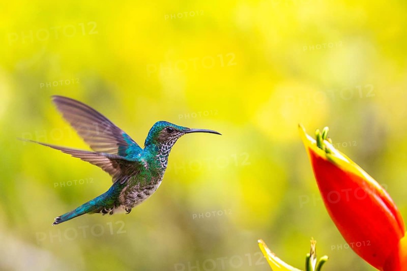 White-naped Hummingbird
