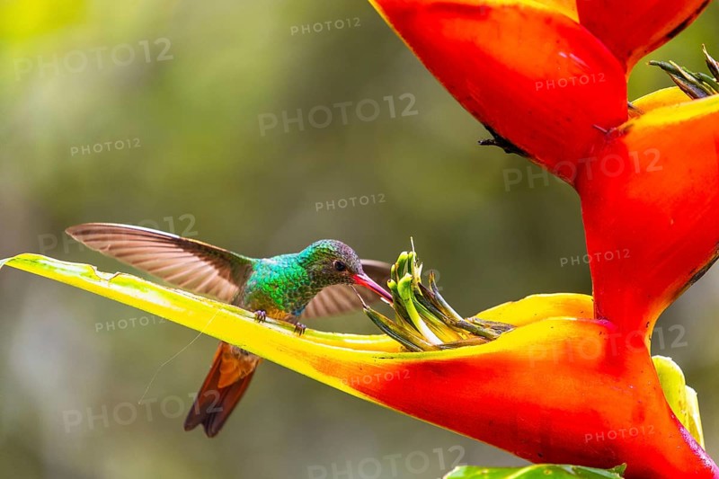 Brown-tailed Amazon