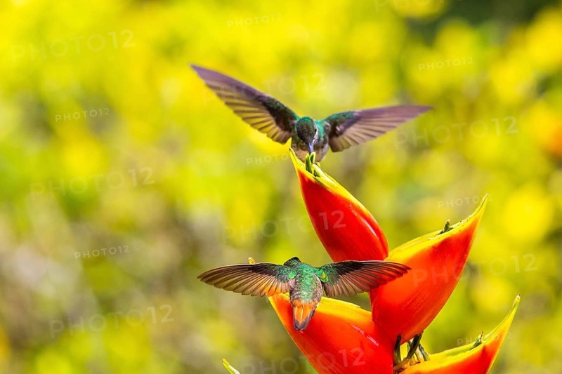 Brown-tailed Hummingbird