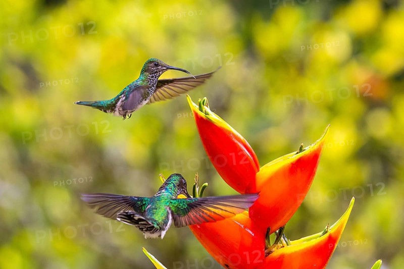 White-naped Hummingbird