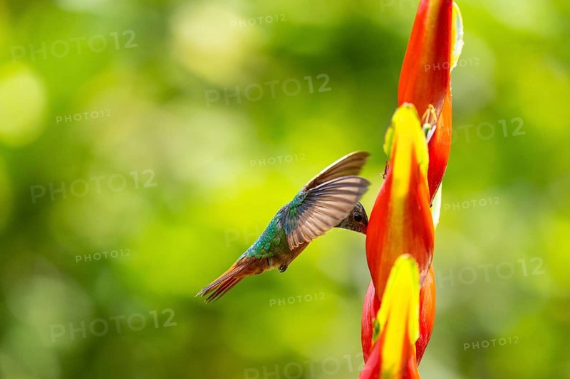 Brown-tailed Amazon