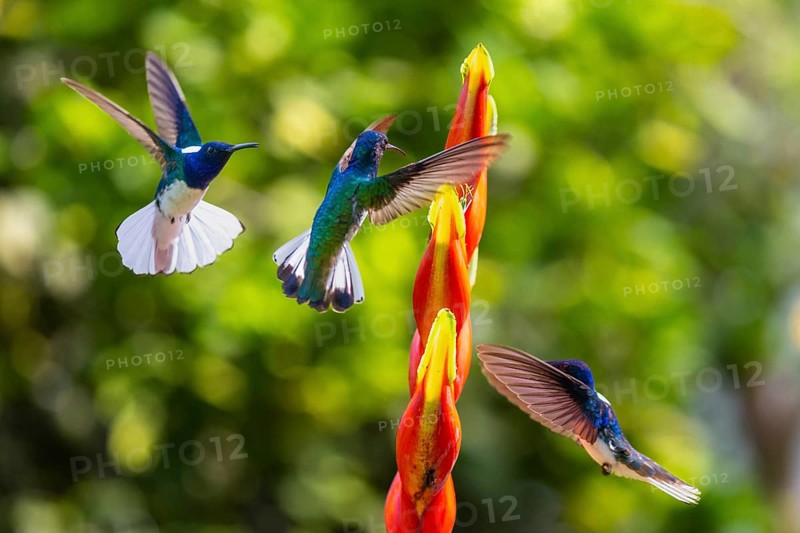 White-naped Hummingbird