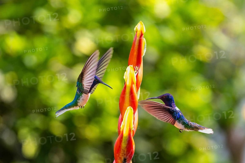 White-naped Hummingbird
