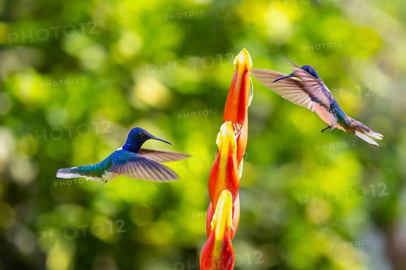 White-naped Hummingbird