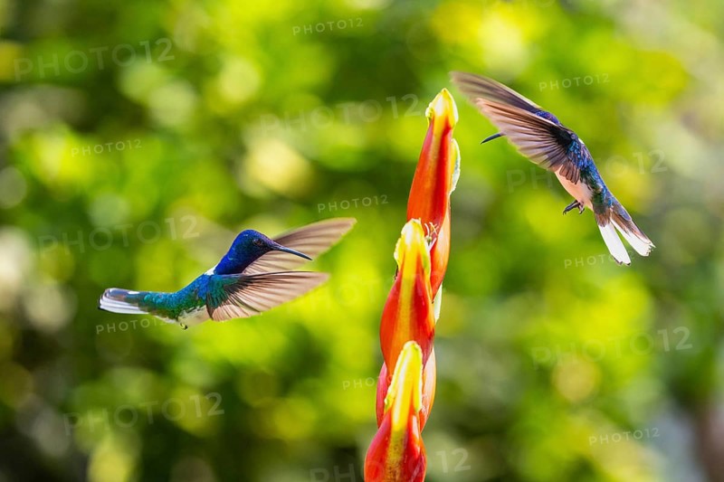 White-naped Hummingbird
