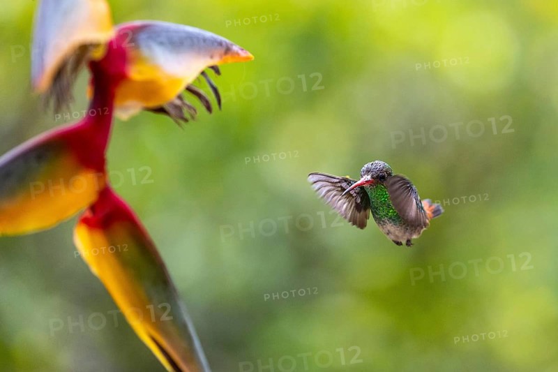 Brown-tailed Amazon