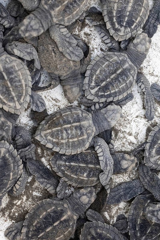 Newly hatched olive ridley sea turtles
