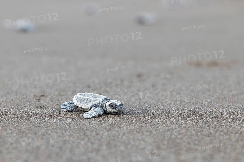 Young olive ridley sea turtle